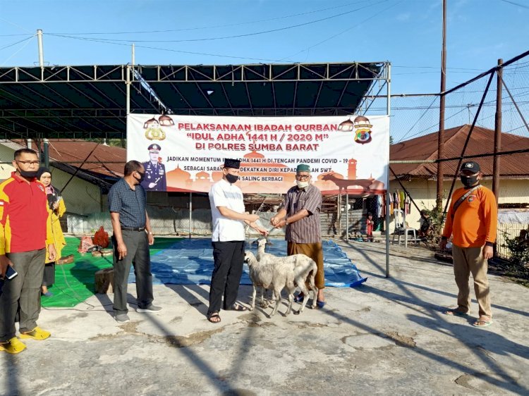 Idul Adha Tahun 2020, Polres Sumba Barat Menyembelih 18 Ekor Hewan Qurban Untuk Di Distribusikan Ke Masyarakat