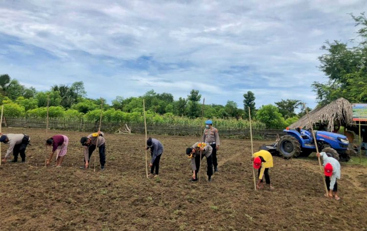 Tingkatkan Ketahanan Pangan di Masa Pandemi Covid-19, Kapolres Belu Bantu Warga Buka Lahan Pertanian di Desa Silawan