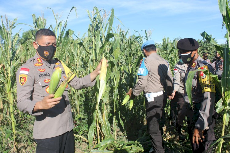 Dukung Ketahanan Pangan, Polres Belu Gelar Panen Jagung di Silawan