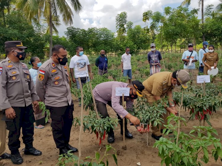 Puluhan Kilogram Cabai Besar dihasilkan Kampung Tangguh Polsek Wewiku