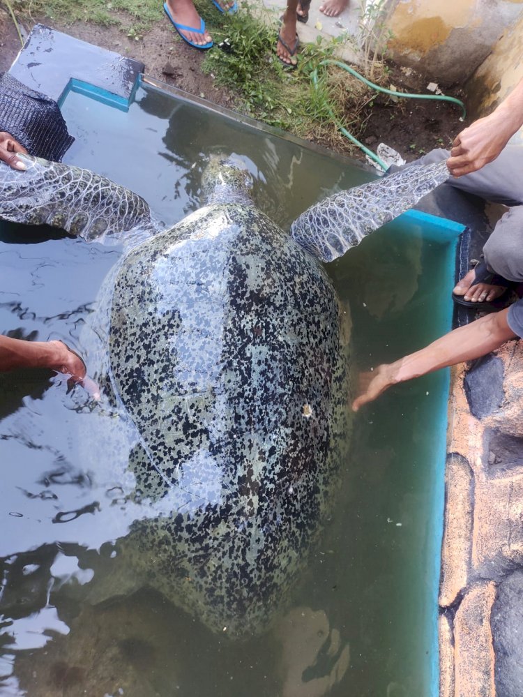 Tangkap Dua Ekor Penyu yang Dilindungi, Seorang Warga Flotim Diamankan Ditpolairud Polda NTT