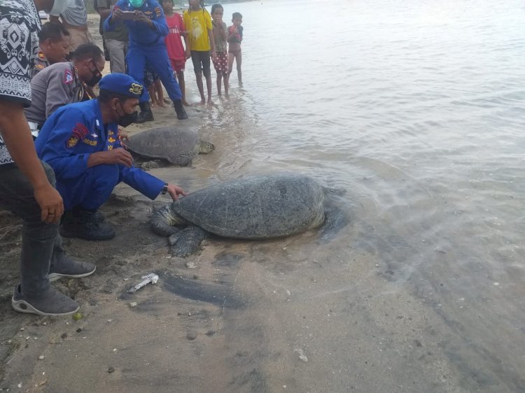 Personel Ditpolairud Polda NTT Lepas Dua Penyu Hasil Tangkapan Seorang Warga Flotim