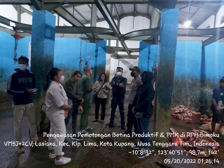 Kendalikan Pemotongan Sapi Betina Produktif, Personel Ditreskrimsus Polda NTT Mengecek RPH Bimoku