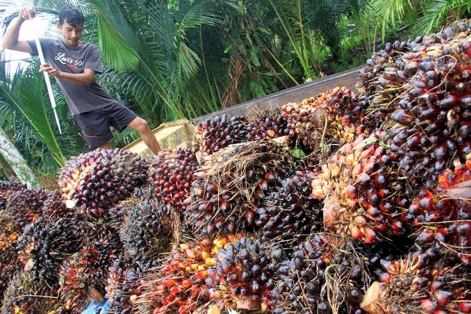 Petani Kelapa Sawit Indonesia Terima Kasih ke Presiden Jokowi Karena Cabut Larangan Ekspor   Presiden Jokowi Diapresiasi Petani Sawit Indonesia Usai Cabut Larangan Ekspor