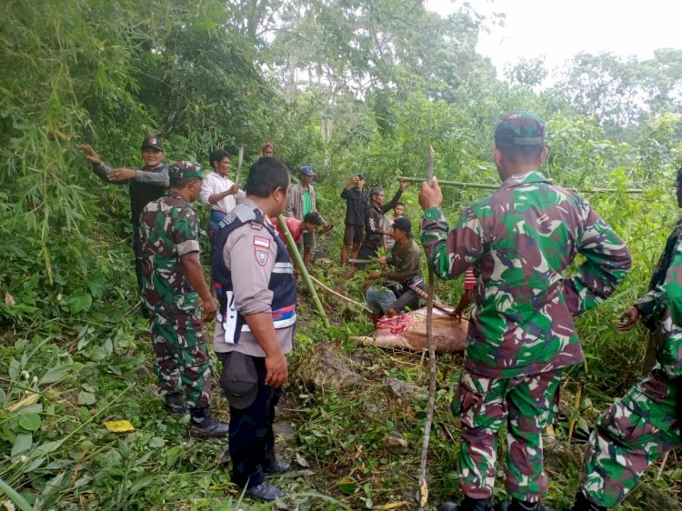 Polsek Katikuna Berhasil Amankan Puluhan Ekor Hewan Curnak