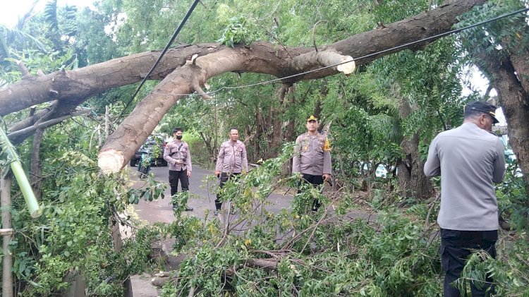 Kapolres Flotim Turun Langsung Bersihkan Pohon Tumbang