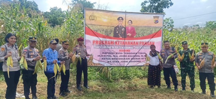 Dukung Ketahanan Pangan, Kapolda NTT Panen Perdana Jagung di Kebun Polsek Boawae