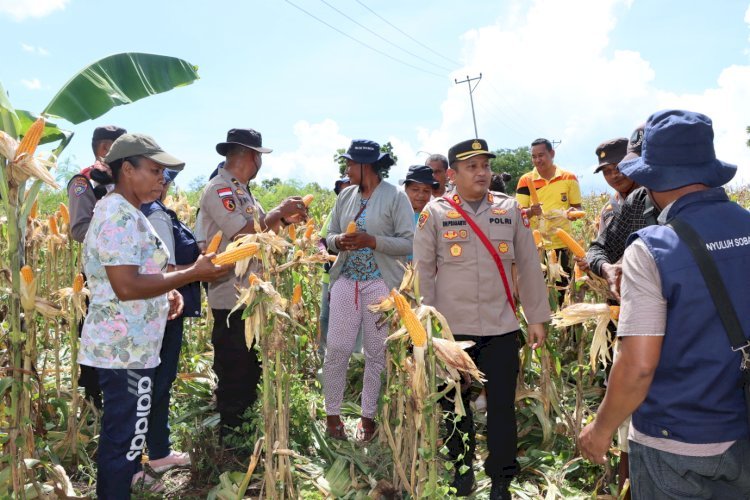 Kapolres Hadiri Kegiatan Panen Jagung Perdana Pada Lahan Kantor Polsubsektor Ile Ape