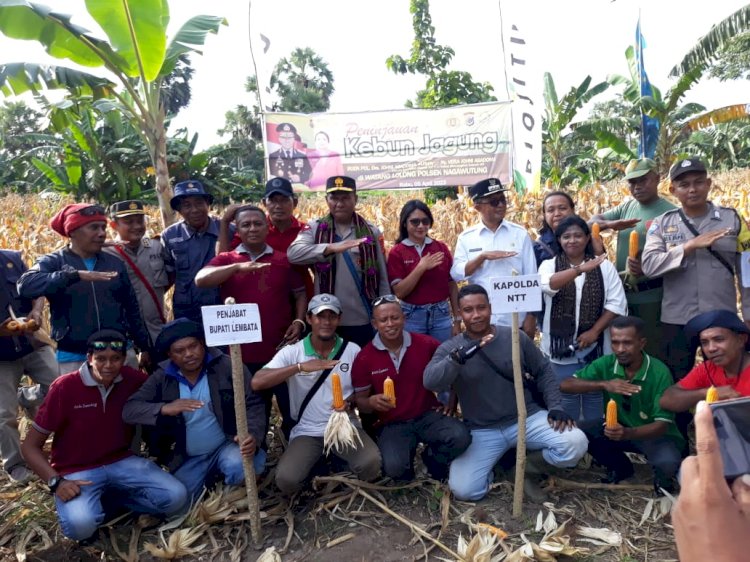 Dukung Ketahanan Pangan di Lembata, Kapolda NTT Ikut Panen Jagung TJPS Watanlolong di Desa Pasir Putih