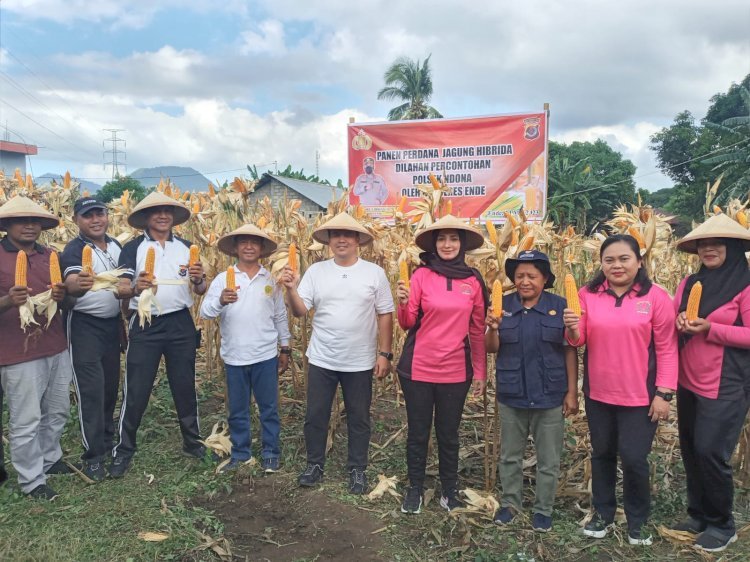 Kapolres Ende Panen Jagung Hibrida di Lahan Kebun Contoh Polsek Ndona