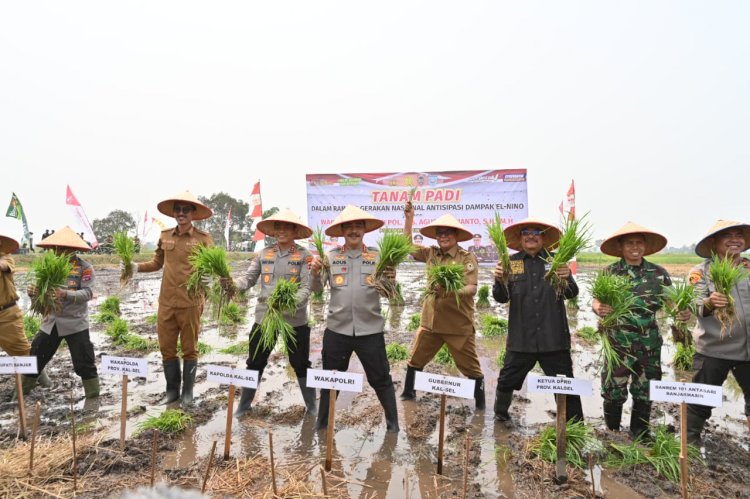 Wakapolri Panen dan Tanam Padi di Desa Penggalaman Kalsel Antisipasi El-Nino