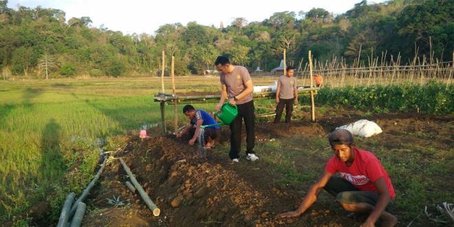 Coba menanam tanaman lain selain padi, Polsek Lewa ajak masyarakat maksimalkan sektor pertanian