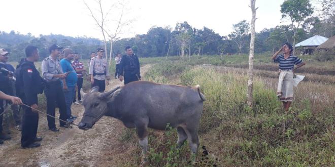 Bersama Pasukan BKO Polda NTT, Kapolres Sumba Barat Pimpin Operasi Padang