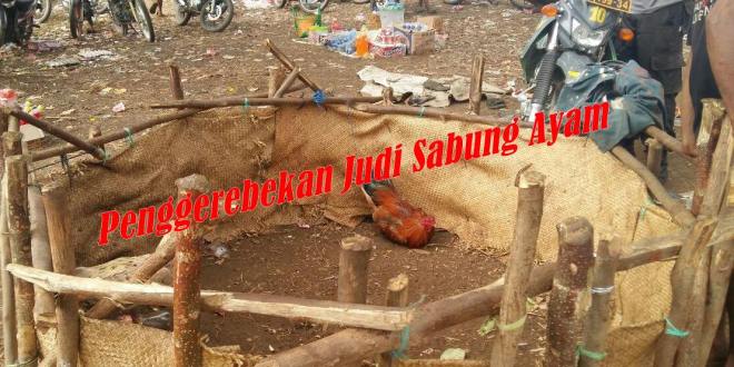 Gerebek arena judi Sabung ayam, Personil Polsek Kodi Bangedo berhasil amankan pelaku dan barang bukti