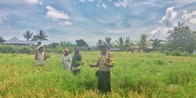 Bhabinkamtibmas Desa Golo Sepang Bantu Warga Binaanya Panen Padi