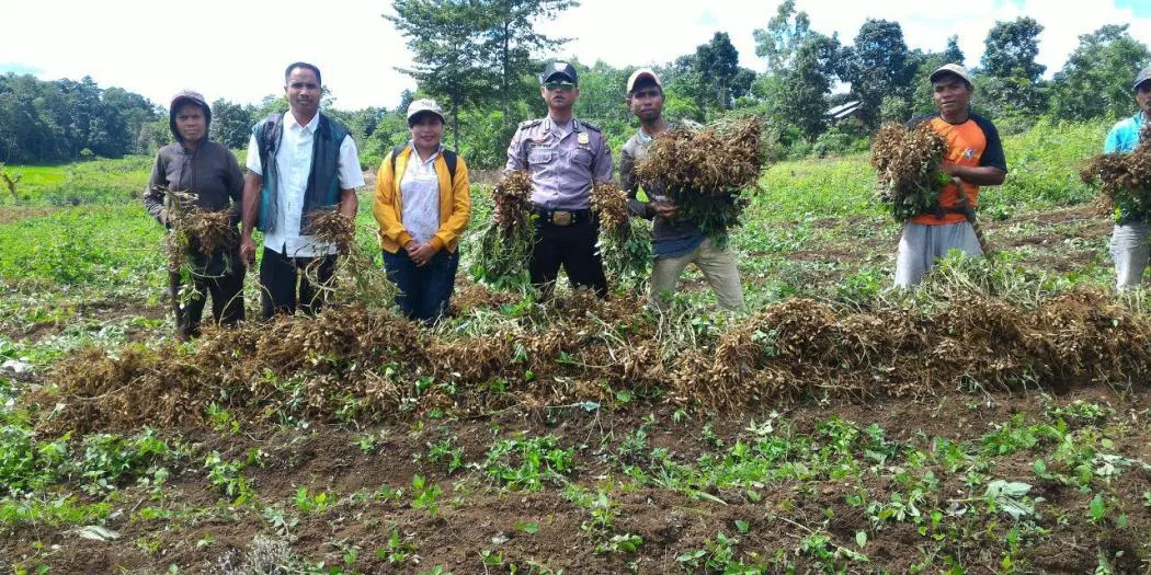 Bripka Lalu Panen Kacang Tanah Bersama Warga