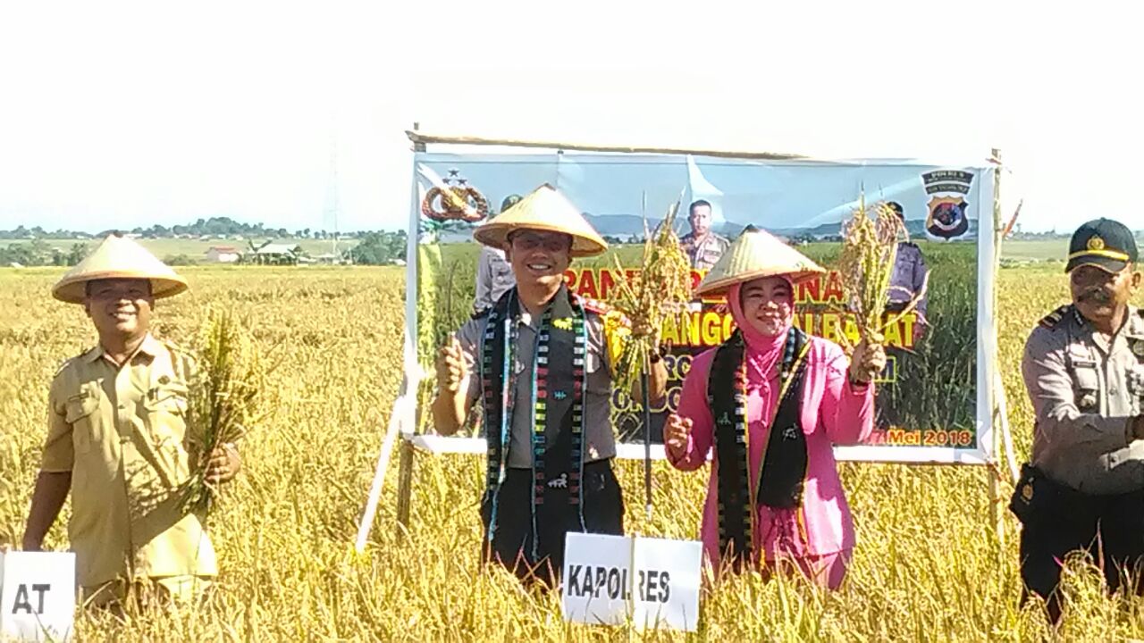 Panen Perdana Padi di Sawah Percontohan Binaan Bhabinkamtibmas Desa Pondo Polres Mabar