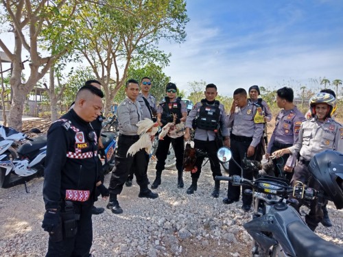 Sat Sabhara Polres Kupang Kota Grebek Judi Sabung Ayam