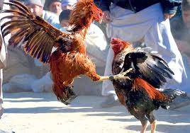 Polsek Bola Grebek Judi Sabung Ayam