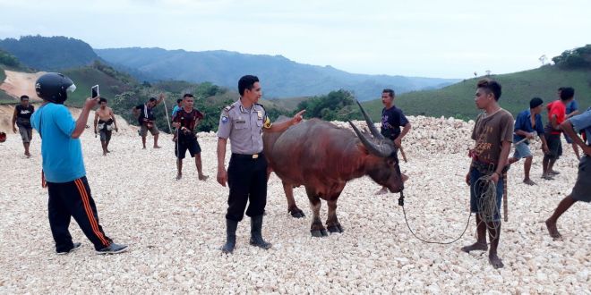 Sisi Lain Orlando, Bersama Warga Berhasil Temukan Kerbau yang Hilang