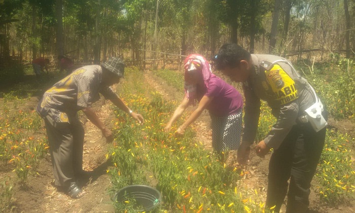 Kisah Sukses Brigpol Virmon ajak ibu-ibu olah lahan tidur