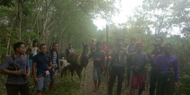 2 Ekor Kuda & 4 Ekor Kerbau Berhasil Dirampas dari Gerombolan Pencuri oleh Polsek URG