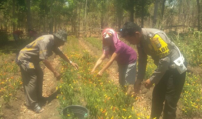 Kisah Sukses Brigpol Virmon ajak ibu-ibu olah lahan tidur