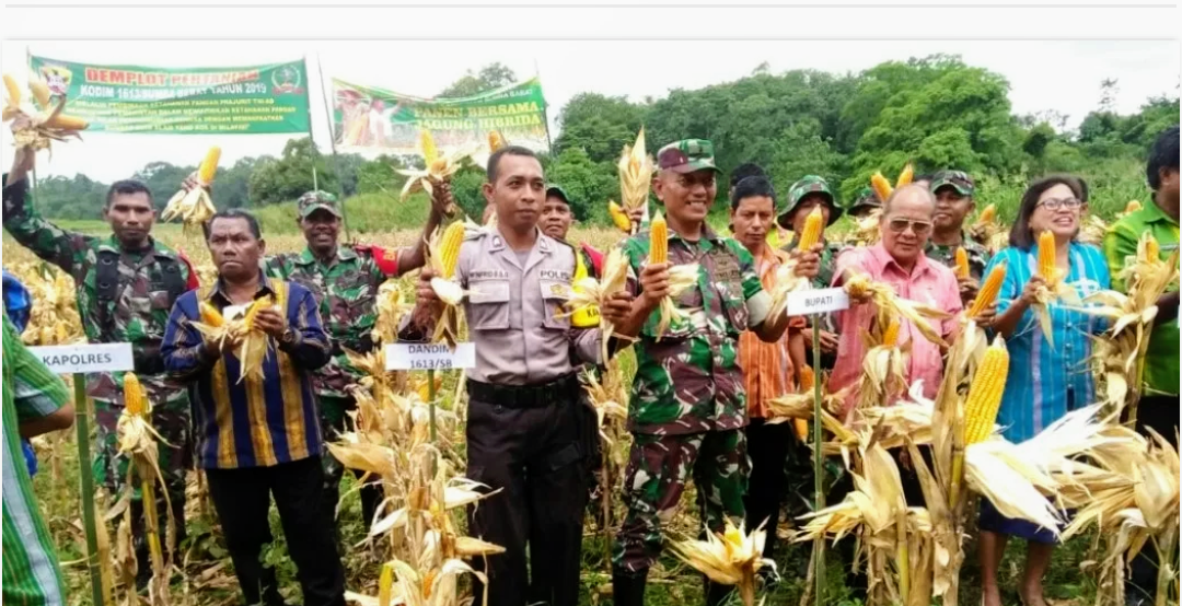 Bhabinkamtibmas Desa Manola Berpartisipasi dalam Kegiatan Panen Raya Jagung Hibrida