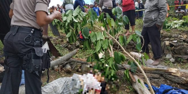 POHON KASUARI TUMBANG, POLSEK MIOBAR EVAKUASI KORBAN