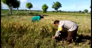 Bhabinkamtibmas Desa Wanga Bantu Petani Lakukan Panen Padi