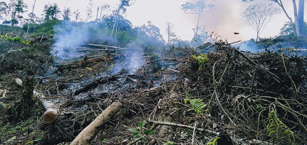 Polhut Polisikan KS Karena Diduga Melakukan Perambahan Hutan