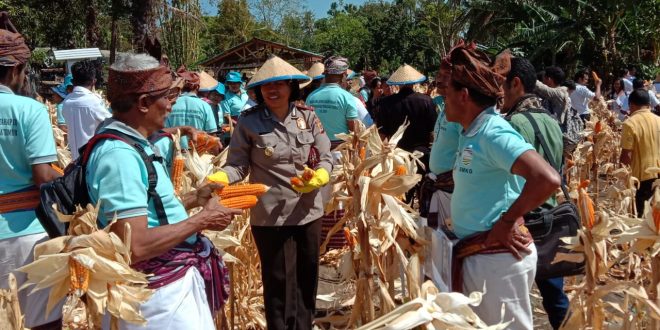 Kapolsek Maulafa Ikut Panen Raya Sekolah Lapangan Iklim (SLI) tahap 3 Provinsi NTT