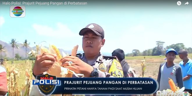 Perbaiki Ekonomi Masyarakat Lewat Pertanian, Intip Kisah Brigadir Yusran Sang Pejuang Pangan di Perbatasan RI-Timor Leste