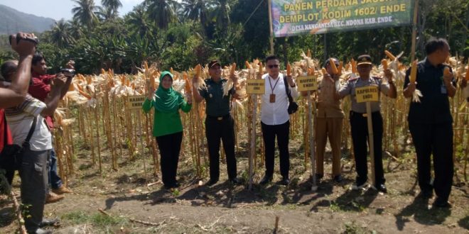 Wakapolres Ende Hadiri Panen Perdana Jagung Demplot Kodim 1602 Ende