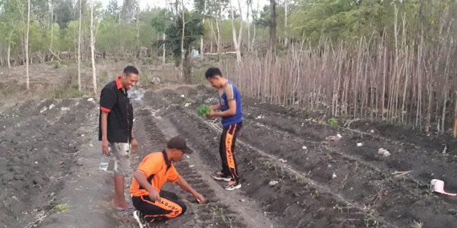 Dukung Kesejahteraan Warga, Anggota Polsek Miobar ikut Tanam Bibit Tomat