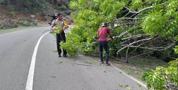 Anggota Polsek Kakuluk Mesak Bantu Warga Evakuasi Pohon Tumbang yang Melintang di Jalan Raya