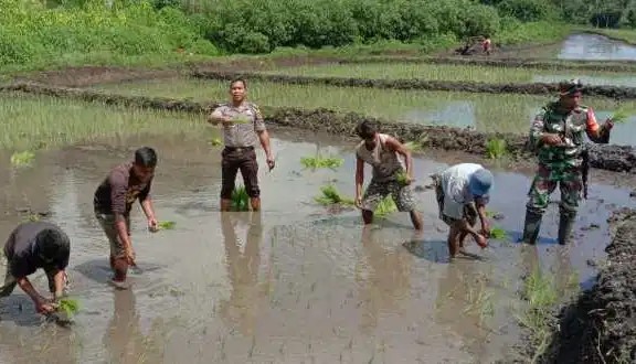 Bersinergi Bersama, Anggota Bhabinkamtibmas dan Babinsa Matawai Lapawu Turun ke Sawah Bantu Warga Tanam Padi