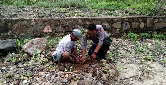 Personel Bhabinkamtibmas Pamakayo Tanam Pohon mahoni Dalam Rangka Dukung Program Penghijauan