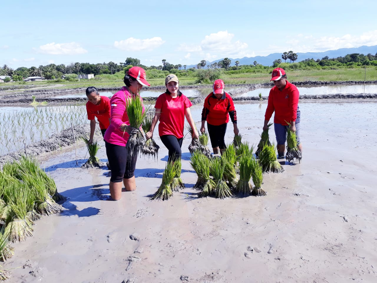 Bhayangkari Polres Kupang Tanam 10.000 Bibit Padi